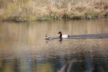 ducks on lake