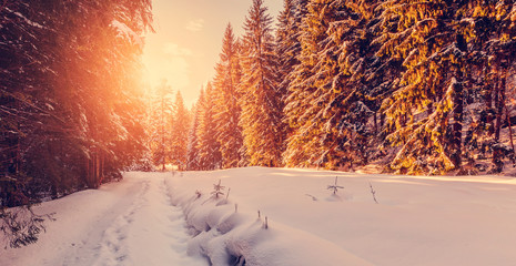 Beautiful winter landscape with snow covered trees. Wintry landscape. snowcovered pine trees under sunlight. road in the forest. retro style. instagram effect. 