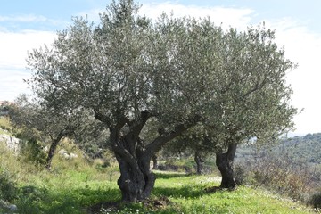 Olive trees