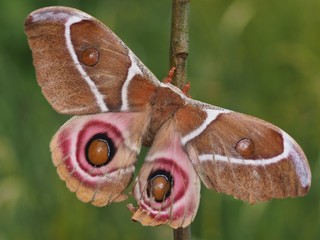 Madagaskar-Kaiser-Spinner - Silk Moth