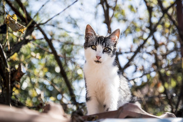 Portrait of a curious and gentle cat on the roof of a house
