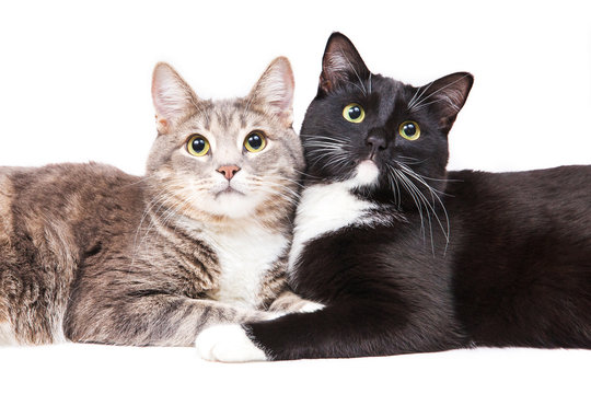 Two Cats Lying On White Background. Pet And Animals. Isolated On White. Gray, Black And White