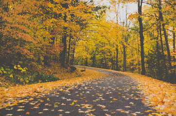 road in autumn forest