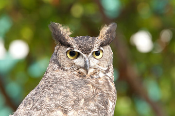 Close up portrait of a Great Horned Owl also known as the tiger owl. The great horned owl is generally colored for camouflage.