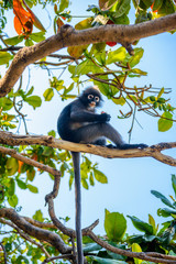 Koh Phaluai, Mu Ko Ang Thong National Park, Gulf of Thailand, Si