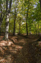 Bellissimo paesaggio autunnale nel bosco con il sentiero coperto di foglie