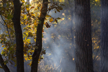 Obraz premium Branch with yellow leaves against the sunlight