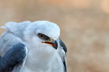 Close up of one white tailed kite, a small raptor found in western North America and parts of South America