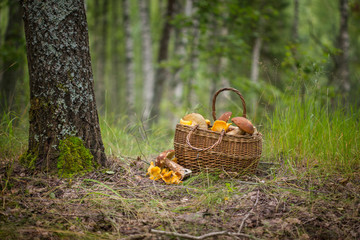 The Basket of Porcini