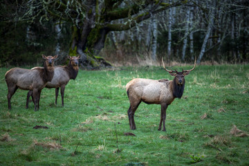 Roosevelt Elk