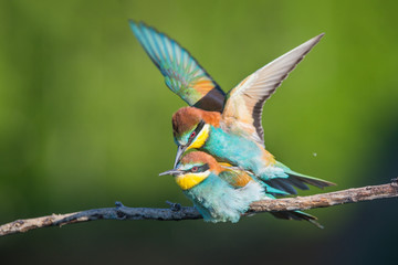 The two bee-eaters and Love moment