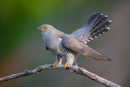Cuckoo Cuculus Canorus Stock Photo - Download Image Now - Cuckoo, UK, Bird  - iStock
