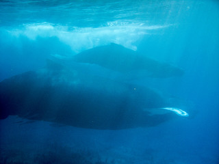 Fototapeta premium Humpback Whale Baby and Mother