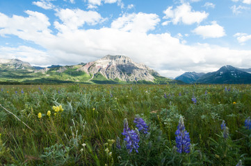 Rocky mountain meadows with wildflowers