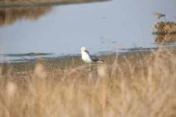 seagull on lake