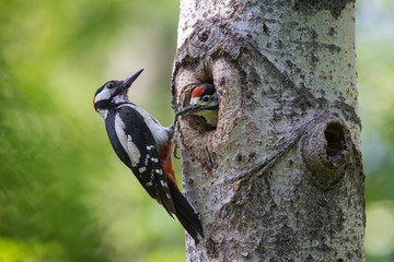 The Great Spotted Woodpecker on the Nest - 226601567