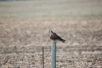 hawk