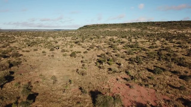 Aerial footage wild Reticulated Giraffes in Kenya  