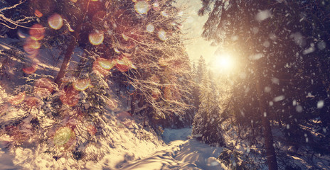 Obraz na płótnie Canvas Fantastic winter forest landscape. Icy snowy fir trees glowin in sunlight. winter holiday concept. travel happy day. wonderland in winter. background in postcard. creative artistic image.