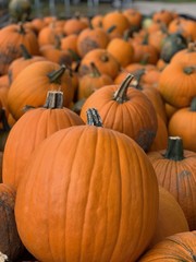 Pumpkins ready for purchase