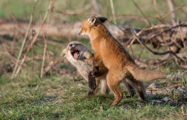 Red fox kits