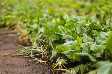 Sea beet, Beta vulgaris subsp. maritima, beetroot, table, garden, red, or golden beet, beet greens are green leaves with purple veins growing from a root crop in the ground.