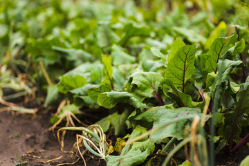 Sea beet, Beta vulgaris subsp. maritima, beetroot, table, garden, red, or golden beet, beet greens are green leaves with purple veins growing from a root crop in the ground.