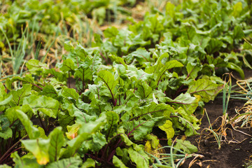 Sea beet, Beta vulgaris subsp. maritima, beetroot, table, garden, red, or golden beet, beet greens are green leaves with purple veins growing from a root crop in the ground.