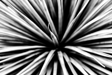 plante noir et blanc abstract