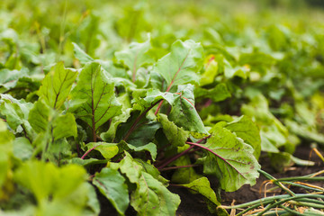 Sea beet, Beta vulgaris subsp. maritima, beetroot, table, garden, red, or golden beet, beet greens are green leaves with purple veins growing from a root crop in the ground.