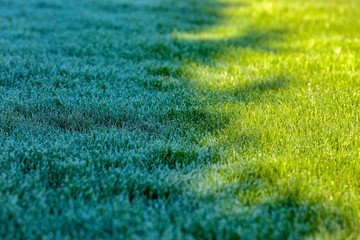 Border between light and shadow on a green lawn covered in hoarfrost