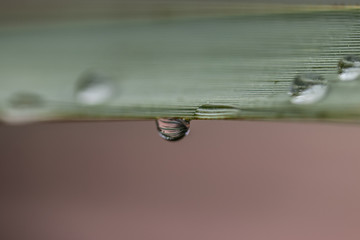 goutte d'eau en macro sur feuille