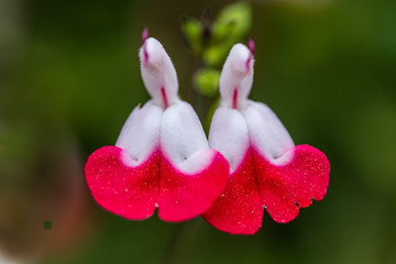 fleurs jumelles en gros plan © Iulian