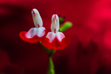 fleurs jumelles