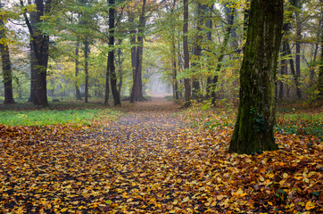 Forest in autumn season