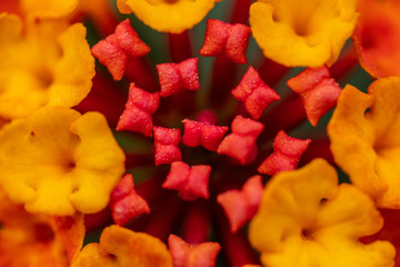 fleur jaune et rouge
