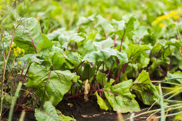 Sea beet, Beta vulgaris subsp. maritima, beetroot, table, garden, red, or golden beet, beet greens are green leaves with purple veins growing from a root crop in the ground.