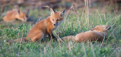 Red fox kits