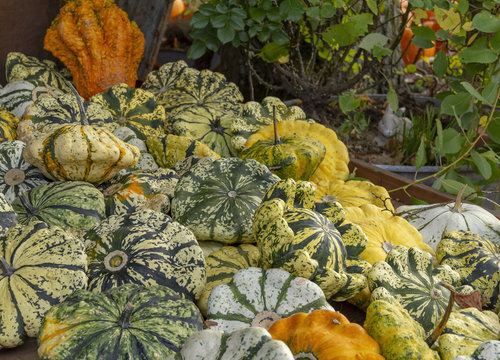 lots of pumpkins