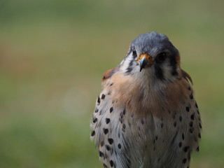 Buntfalke