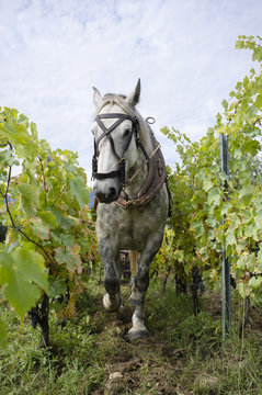 Horse working in a vineyard, Apremont, Savoy, France