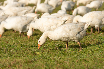 many white geese on a meadow