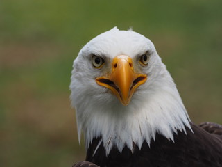 Fototapeta premium Weißkopfseeadler