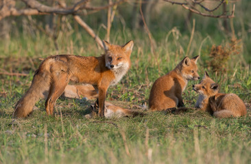 Red fox kits