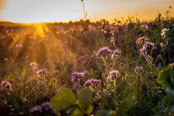 Bienentrachtpflanze © focus finder