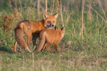 Red fox kits