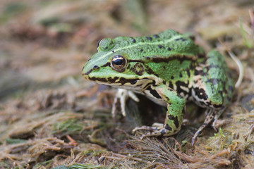 frog green