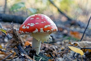 one big red fly agaric grows in the autumn forest