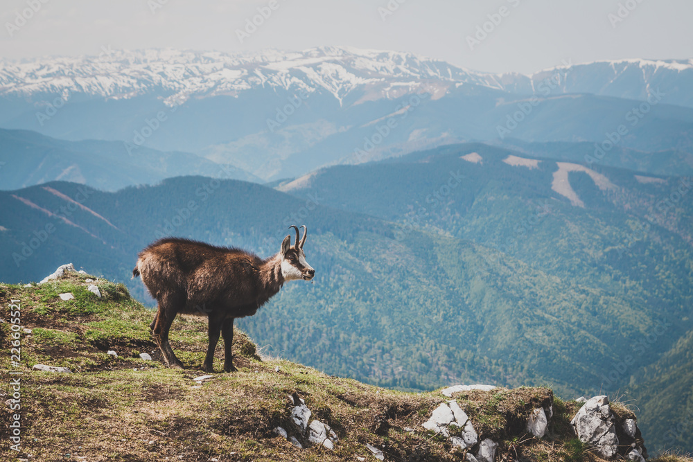 Wall mural mountain goat on the rock