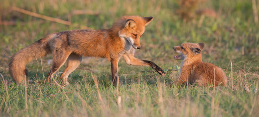 Red fox kits